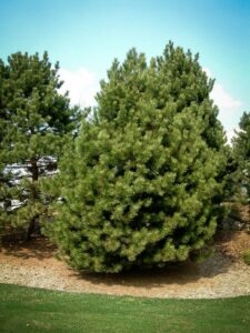 Сосна Чёрная (Pinus Nigra) купить по цене от 270.00р. в интернет-магазине «Посадика» с доставкой почтой в в Рославлье и по всей России – [изображение №1].