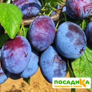 Слива Чачакская ранняя купить по цене от 229.00р. в интернет-магазине «Посадика» с доставкой почтой в в Рославлье и по всей России – [изображение №1].