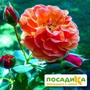 Роза Арабия купить по цене от 350.00р. в интернет-магазине «Посадика» с доставкой почтой в в Рославлье и по всей России – [изображение №1].