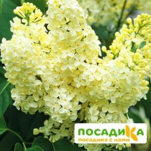 Сирень Примроуз (Primrose) купить по цене от 529.00р. в интернет-магазине «Посадика» с доставкой почтой в в Рославлье и по всей России – [изображение №1].