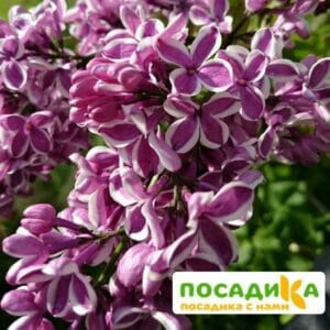 Сирень Сенсация купить по цене от 529.00р. в интернет-магазине «Посадика» с доставкой почтой в в Рославлье и по всей России – [изображение №1].