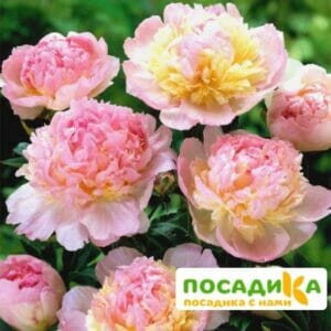 Пион Распберри Сандей (Paeonia Raspberry Sundae) купить по цене от 959р. в интернет-магазине «Посадика» с доставкой почтой в в Рославлье и по всей России – [изображение №1].