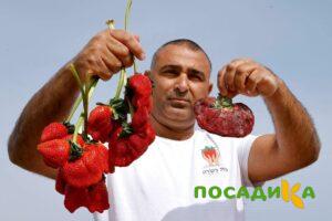 Клубника Гигант Джорнея купить по цене от 266р. в интернет-магазине «Посадика» с доставкой почтой в в Рославлье и по всей России – [изображение №1].