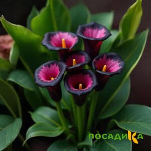 Калла Аура Лейс купить по цене от 400р. в интернет-магазине «Посадика» с доставкой почтой в в Рославлье и по всей России – [изображение №1].