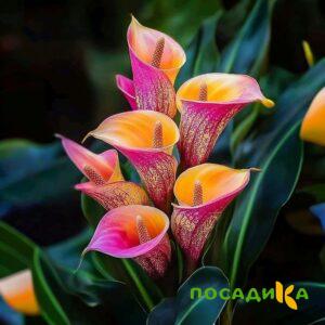 Калла Оникс купить по цене от 450р. в интернет-магазине «Посадика» с доставкой почтой в в Рославлье и по всей России – [изображение №1].