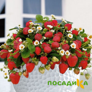 Клубника Рубиновый Шепот (горшечная) купить по цене от 240р. в интернет-магазине «Посадика» с доставкой почтой в в Рославлье и по всей России – [изображение №1].