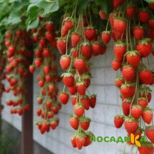 Клубника вьющаяся Комплимент купить по цене от 470р. в интернет-магазине «Посадика» с доставкой почтой в в Рославлье и по всей России – [изображение №1].