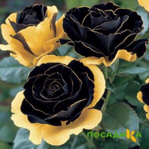 Роза Ханни Сикл купить по цене от 700р. в интернет-магазине «Посадика» с доставкой почтой в в Рославлье и по всей России – [изображение №1].