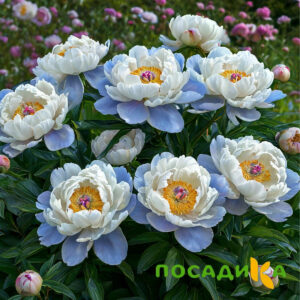 Пион акварельный Этюд купить по цене от 806р. в интернет-магазине «Посадика» с доставкой почтой в в Рославлье и по всей России – [изображение №1].