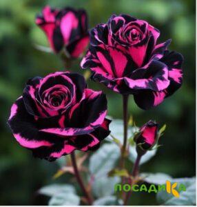 Роза Багровый Шепот купить по цене от 366р. в интернет-магазине «Посадика» с доставкой почтой в в Рославлье и по всей России – [изображение №1].