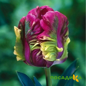 Тюльпан Экзотик Хэвен купить по цене от 186р. в интернет-магазине «Посадика» с доставкой почтой в в Рославлье и по всей России – [изображение №1].
